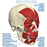 Le Corps Humain : Schéma "Anatomie - les muscles du visage" 
