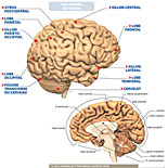 Le Corps Humain : Schéma "Anatomie du cerveau"