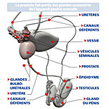 Le Corps Humain : Schéma "Anatomie – La prostate"