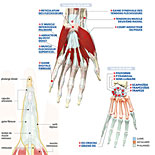Le Corps Humain : Schéma "Anatomie de la main" 