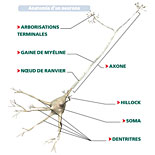 Le Corps Humain : Schéma "Anatomie d'un neuronne"