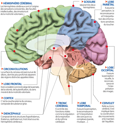 cerveau