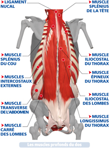 muscles profond dos