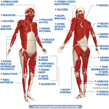 http://www.lecorpshumain.fr/corpshumain/img_fiches/anatomie/muscles_squelettiques_1.jpg