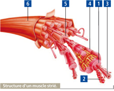 muscles squelettiques