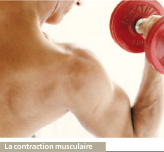 muscles squelettiquers
