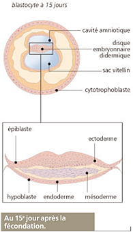 embryogénèse