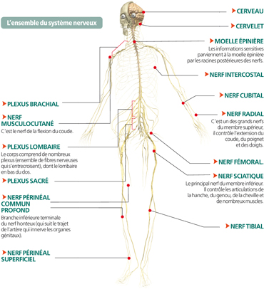 Le système nerveux central (SNC) reçoit les informations qui lui sont 