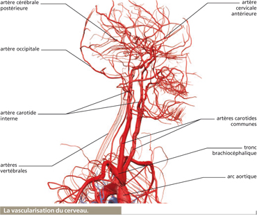 Schema artere vertebrale