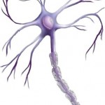 La neurone 1