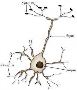 La neurone - schema 1