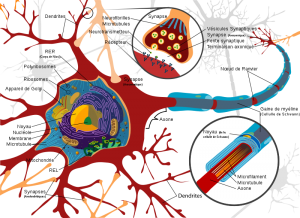 La neurone - schema 2