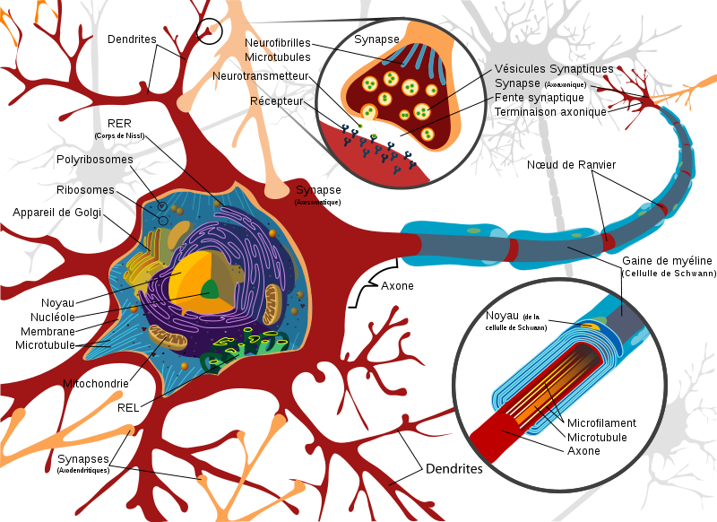 Combien De Neurones Perd On En Fumant Un Joint Les neuronnes