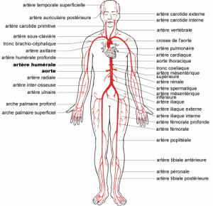 arteres 1