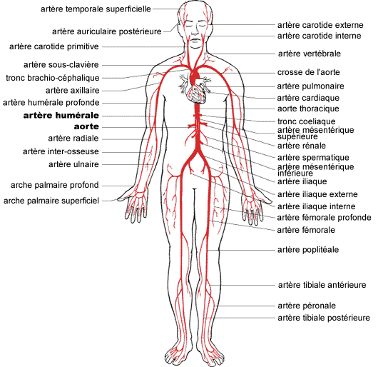 Schema arteres humaines