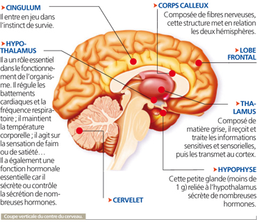 anatomie du cerveau