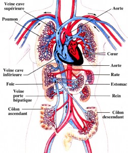 circulation du sang