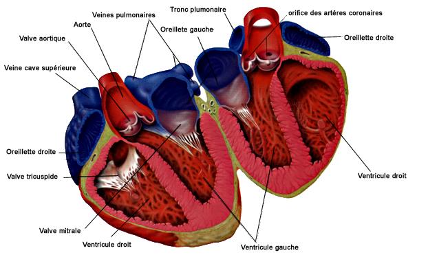 coeur fonctionnement et circulation coeur fonctionnement et circulation
