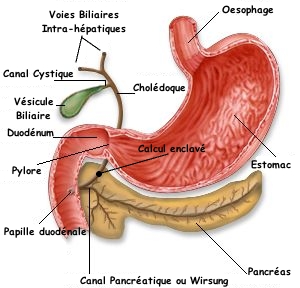 estomac 2