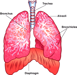 internal_lungs260