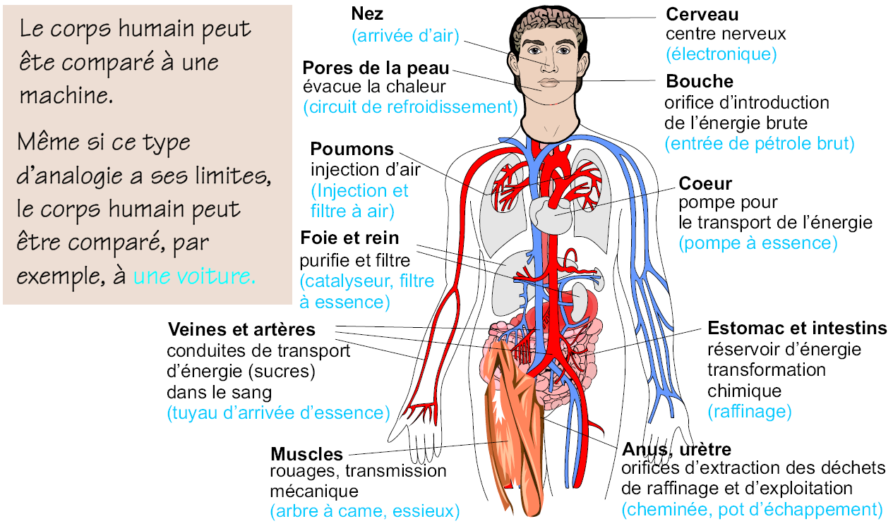 image des organes humains