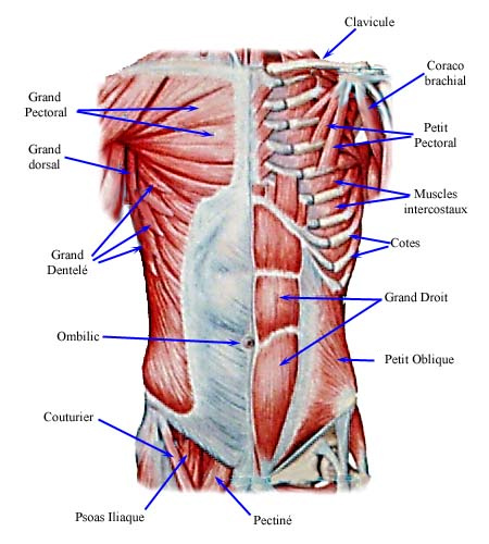 les-muscles-du-tronc les muscles du tronc