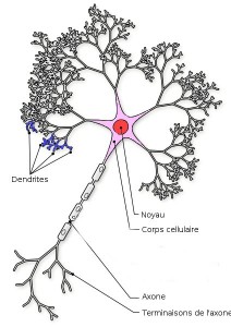 neurone-schema