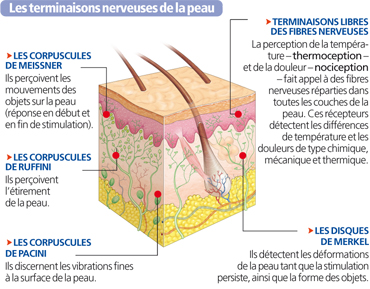 anatomie humain protectrice nerveux lecorpshumain enveloppe physiologie sont