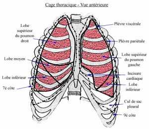 thorax10