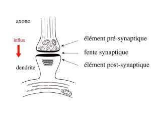 élément postsynaptique