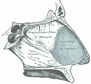 Cartilage de la cloison nasale