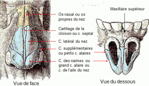 Cartilage de lÔÇÖaile du nez