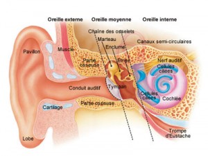 Coupe de l'oreille