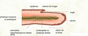 029 Doigt (coupe longitudinale)