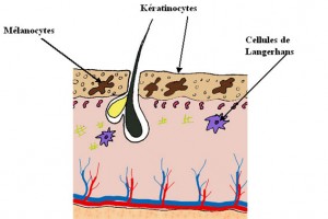 Epiderme