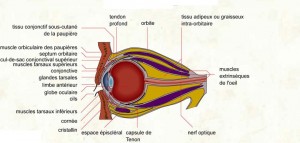 Globe oculaire