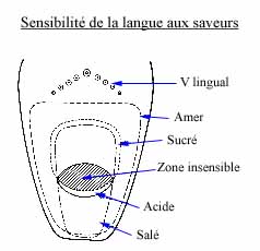 Goût3