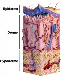 Hypoderme