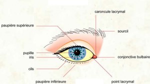 Oeil