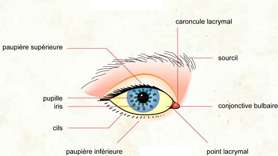La plastique des rides mimiques autour des yeux
