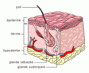 Poil