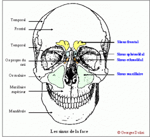 Sinus frontal