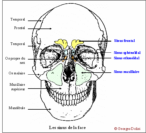 Le masque pour la personne du jaune de loeuf des boutons
