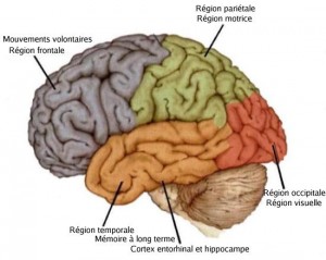 cerveau