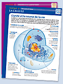 collection fiches editions atlas