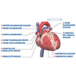 Le Corps Humain : Schéma "Le coeur : Les valves cardiaques"