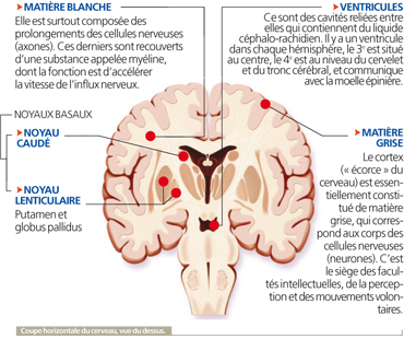 cerveau