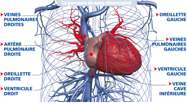 circulation_pulmonaire