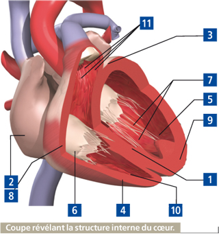 coeur