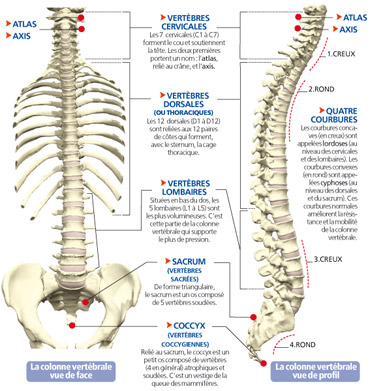 colonne_vertebrale